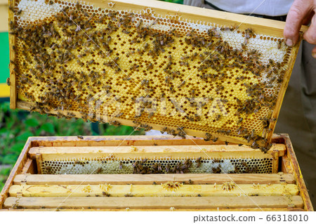Beekeeper checks beehives with bees, caring for Beekeeper checks beehives with bees, caring for 66318010
