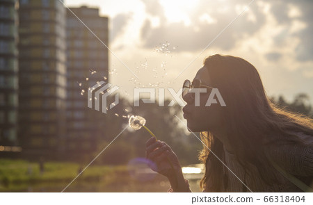 Girl blows on a white dandelion in the rays of the warm summer sun at sunset in a city park. 66318404