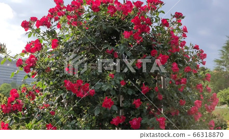 玫瑰 玫瑰 66318870