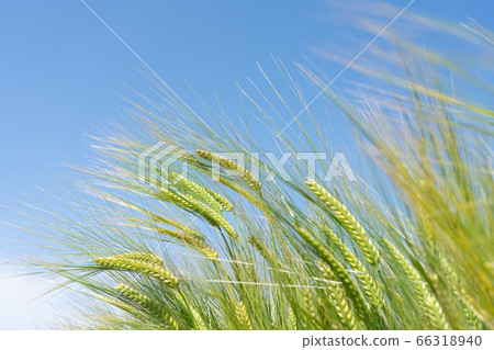 藍天和綠色啤酒大麥麥田（5月） 66318940