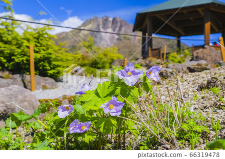 White Mallow and Nikko Shirane 66319478