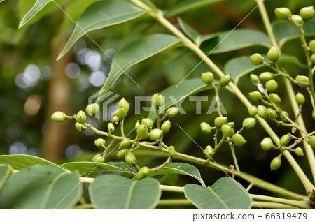 Young goby fruit 66319479