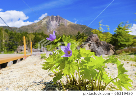 Shirane Aoi and Nikko Shirane 66319480