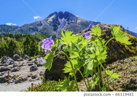 白蘭葵和日光西蘭山 白蘭葵和日光西蘭山 66319481