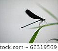 Yellow-tailed dragonfly perching on plant leaf 1 66319569