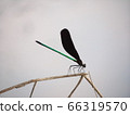 White-tailed dragonfly perching on plant leaf 2 66319570