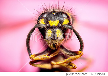 Extreme sharp and detailed study of wasp head 66319581