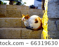 Israeli cat 66319630