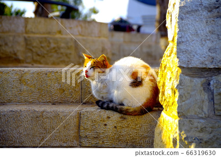 Israeli cat Israeli cat 66319630