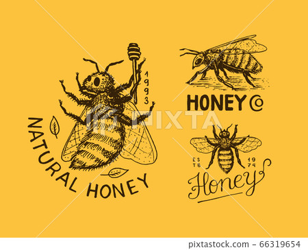 Honey and bees. Vintage logo for typography, shop or signboards. Badge for t-shirts. Hand Drawn 66319654