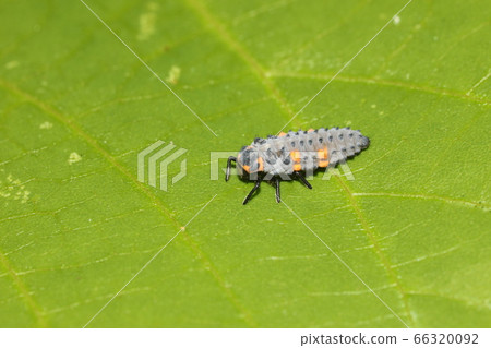 Larvae of Ladybird Tentou Larvae of Ladybird Tentou 66320092