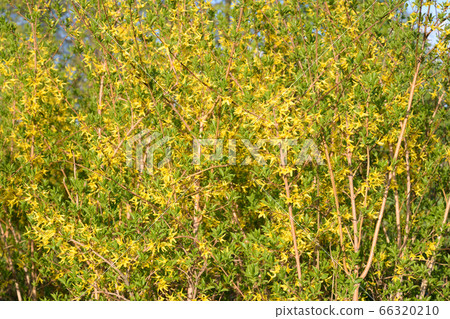 Blooming forsythia bush. 66320210