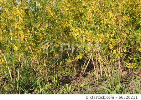 Blooming forsythia bush. 66320211