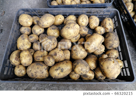 Harvested potatoes with mud Harvested potatoes with mud 66320215