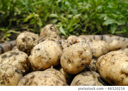 Lots of delicious potatoes harvested Lots of delicious potatoes harvested 66320216