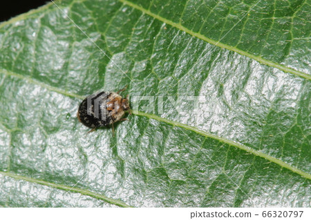 生物昆蟲螳螂蛋甲蟲，通過吃螳螂蛋養育的孩子的名字 66320797