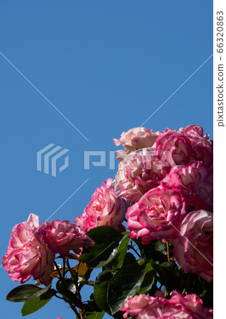 初夏的玫瑰，妮可和清新的藍天副本空間 66320863