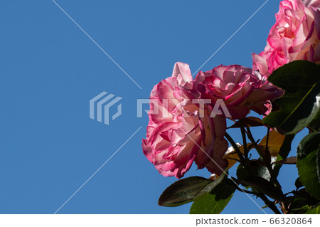Early summer roses, Nicole and refreshing blue sky copy space 66320864