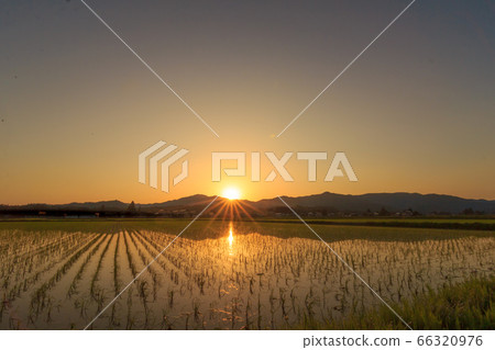 Sunset reflecting in rice fields June rural landscape Akita Prefecture 66320976