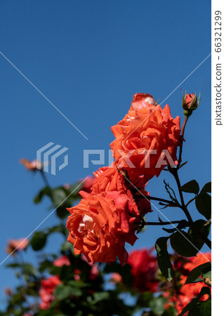 Early summer roses, Laura and a refreshing blue sky copy space 66321299