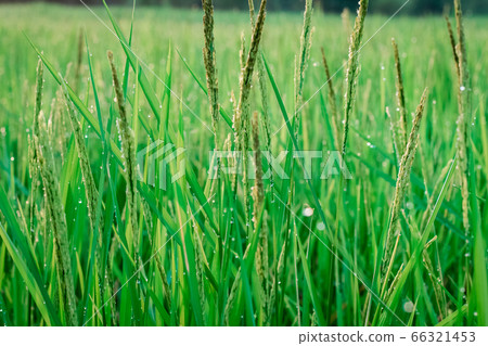 Green rice fields with water droplets Green rice fields with water droplets 66321453