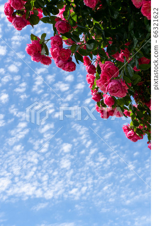 Red rose and blue sky copy space in early summer 66321622