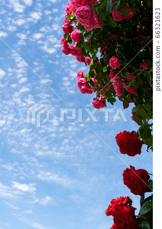Red rose and blue sky copy space in early summer 66321623