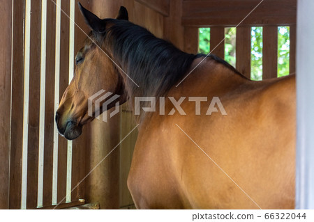 Ise Jingu Shrine Horse 66322044