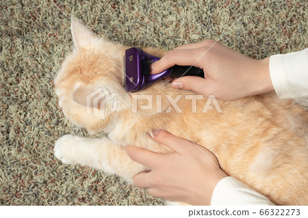 Furminator combing a cute creamy British cat. Pet care, grooming concept 66322273