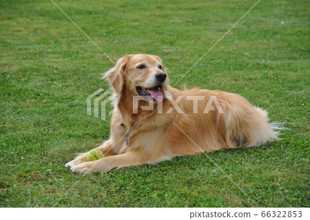 Cute Karuna Cute Karuna 66322853