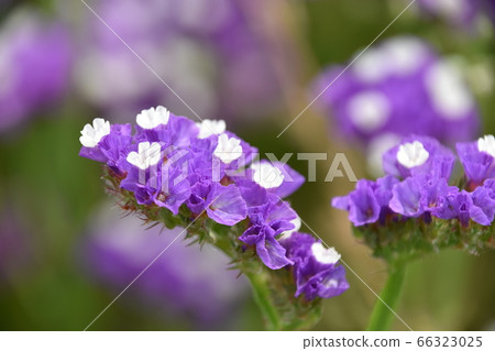 Statis Statis 66323025