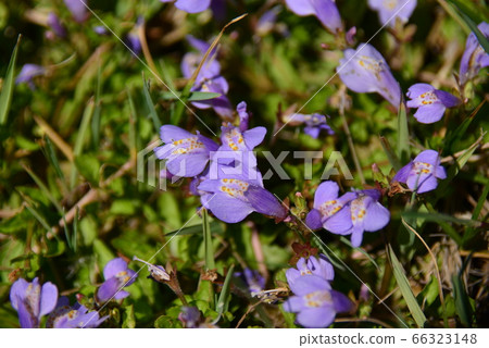 Close-up of purple moss 66323148