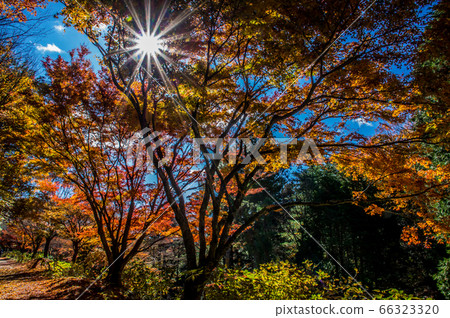 From the gaps of autumn leaves to the rays of the sun Kobe City Forest Botanical Garden From the gaps of autumn leaves to the rays of the sun Kobe City Forest Botanical Garden 66323320