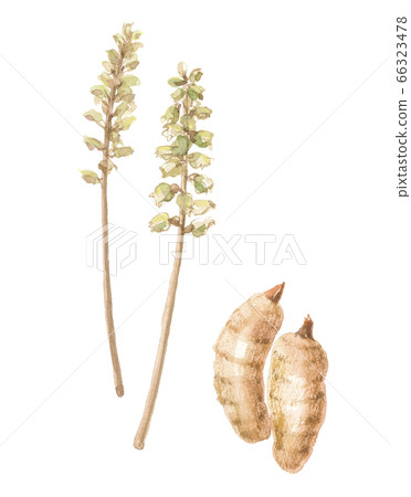 ya和根 ya和根 66323478