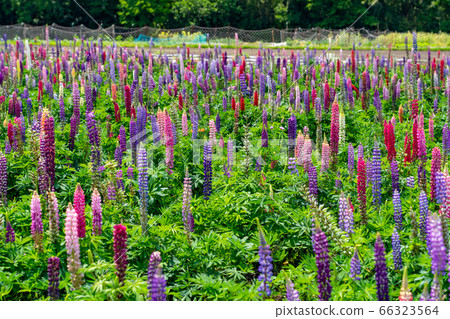 三重縣伊勢市花海道羽扇豆場 66323564