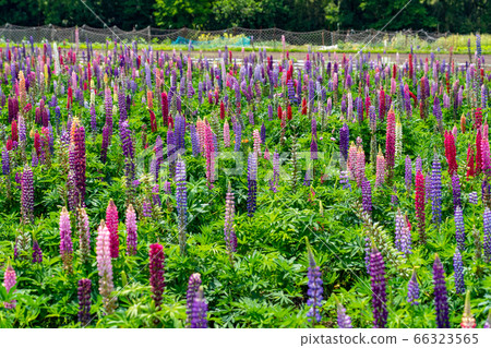 三重縣伊勢市花海道羽扇豆場 66323565