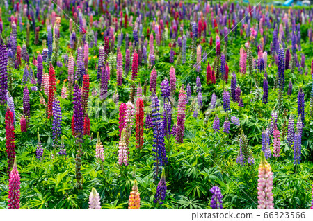 三重縣伊勢市花海道羽扇豆場 照片素材 圖片 圖庫