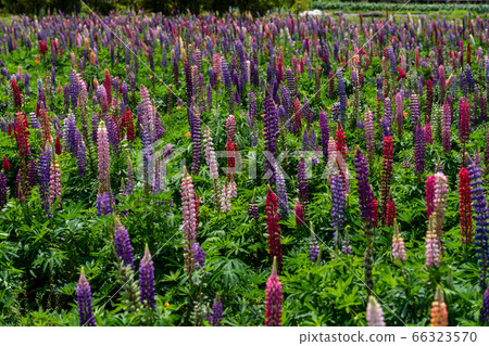 三重縣伊勢市花海道羽扇豆場 照片素材 圖片 圖庫