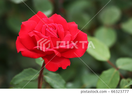 玫瑰克里斯汀·迪奧(Rose Christian Dior) 玫瑰克里斯汀·迪奧(Rose Christian Dior) 66323777