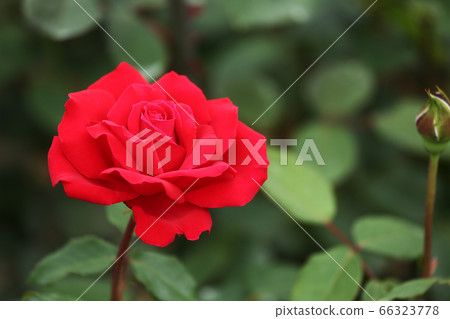 玫瑰克里斯汀·迪奧(Rose Christian Dior) 玫瑰克里斯汀·迪奧(Rose Christian Dior) 66323778