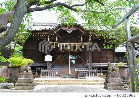 The main shrine of Hakusan Shrine at Hakusan, Bunkyo-ku, Tokyo 66323962