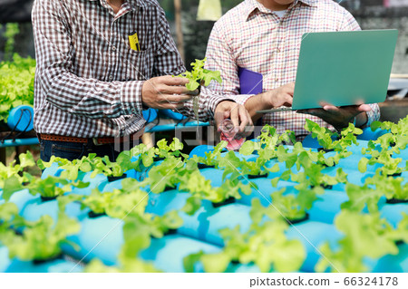 Hydroponics farm ,Worker testing and collect Hydroponics farm ,Worker testing and collect 66324178