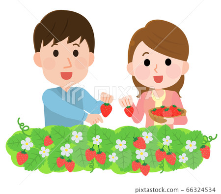 摘草莓的男人和女人的插圖 摘草莓的男人和女人的插圖 66324534