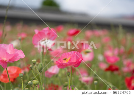 Suzuka city poppy field Suzuka city poppy field 66324765