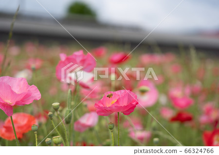 Suzuka city poppy field Suzuka city poppy field 66324766