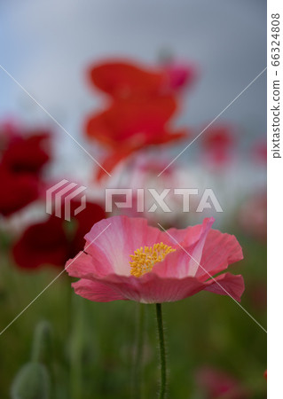 Suzuka city poppy field 66324808