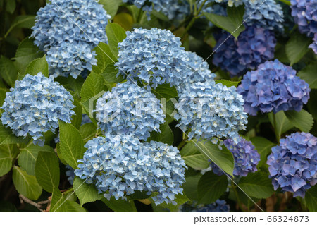 盛開的繡球花 66324873