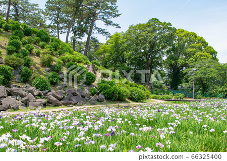 Kanagawa Prefecture Odawara Castle Honmaru Higashibori Shobuen Kanagawa Prefecture Odawara Castle Honmaru Higashibori Shobuen 66325400