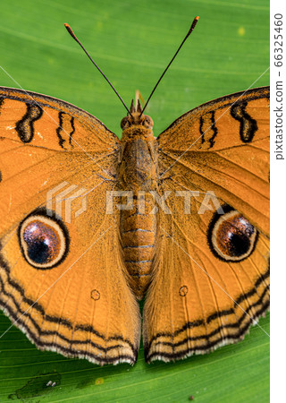 Flycatcher perching on a green leaf 66325460