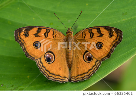 Flycatcher perching on a green leaf 66325461